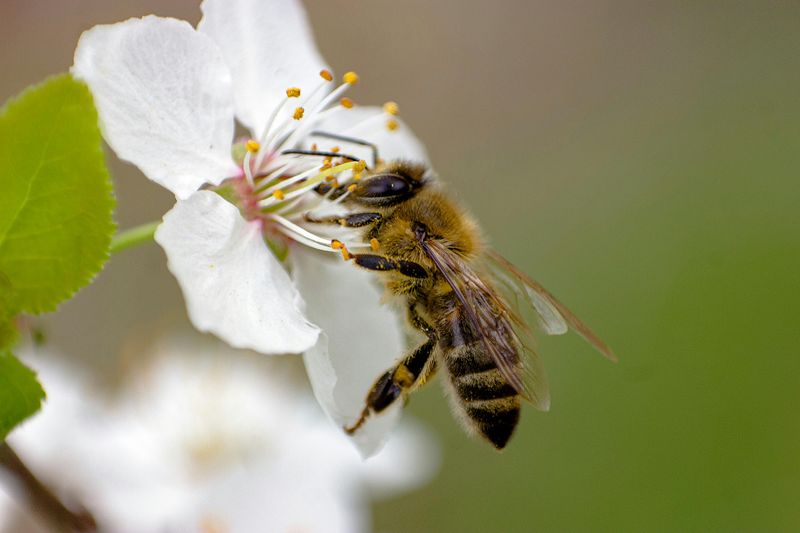 Propolis