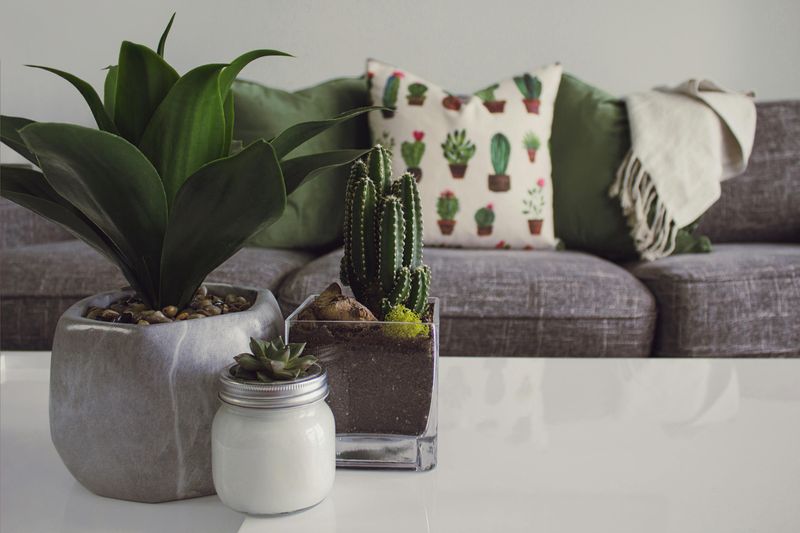 Indoor Plants