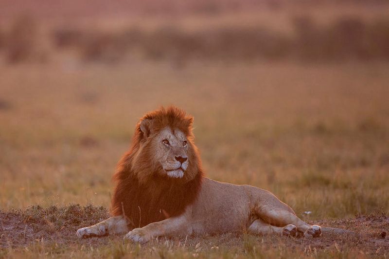 African Safari in Maasai Mara or Serengeti