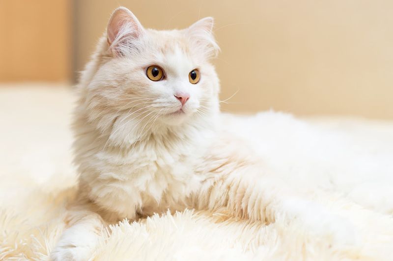 INFP – Turkish Angora: The Dreamer's Cloud Companion