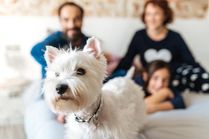 Pet Liability Coverage