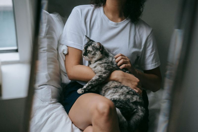 When Pets Choose Your Lap