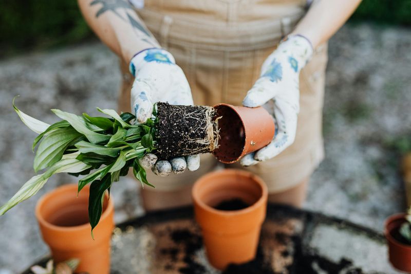 Don’t Let Winter Destroy Your Garden—Do These 12 Things While You Still Have Time