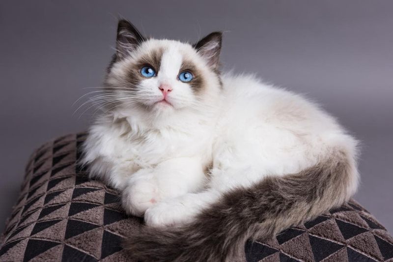 INFJ – Ragdoll: The Empath's Fluffy Confidant