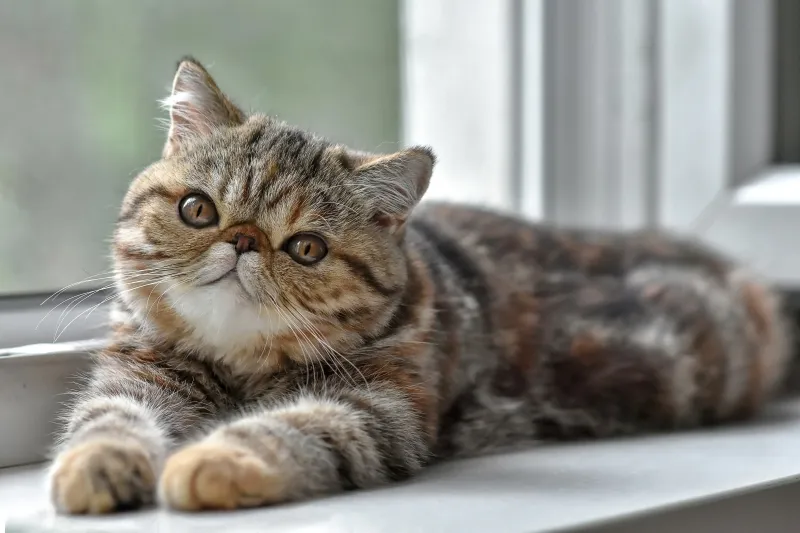 ESFJ – Exotic Shorthair: The Harmonizer's Plush Companion