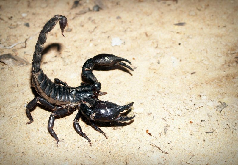 Intense Scorpio and Independent Aries: The Loyalty Versus Freedom Battle
