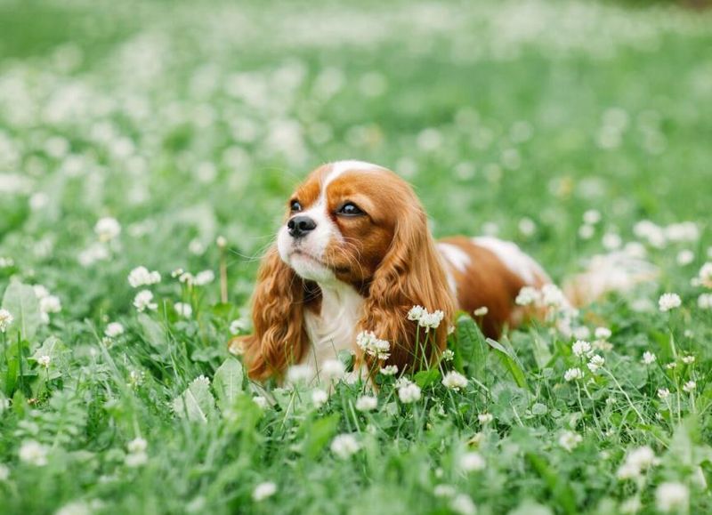 Cavalier King Charles Spaniel: The Royal Lap Dog