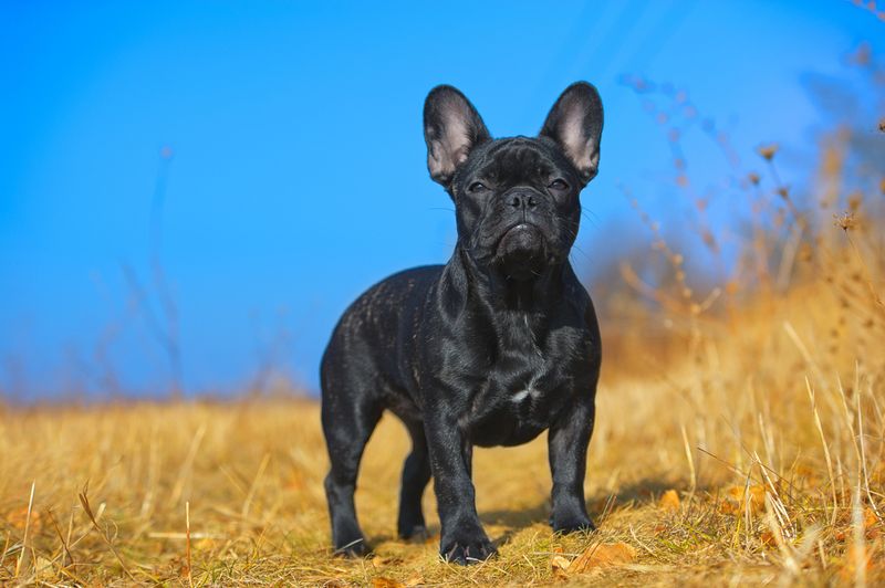 French Bulldog