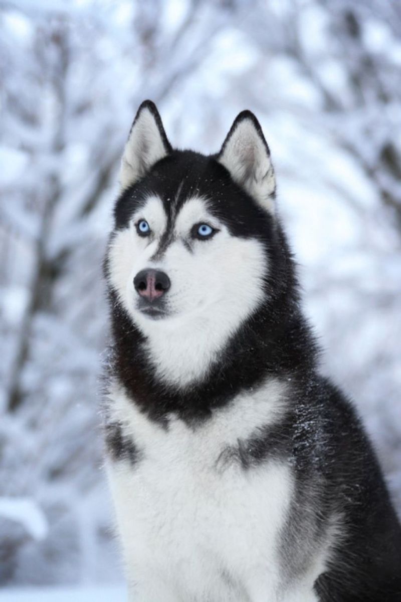 Siberian Husky