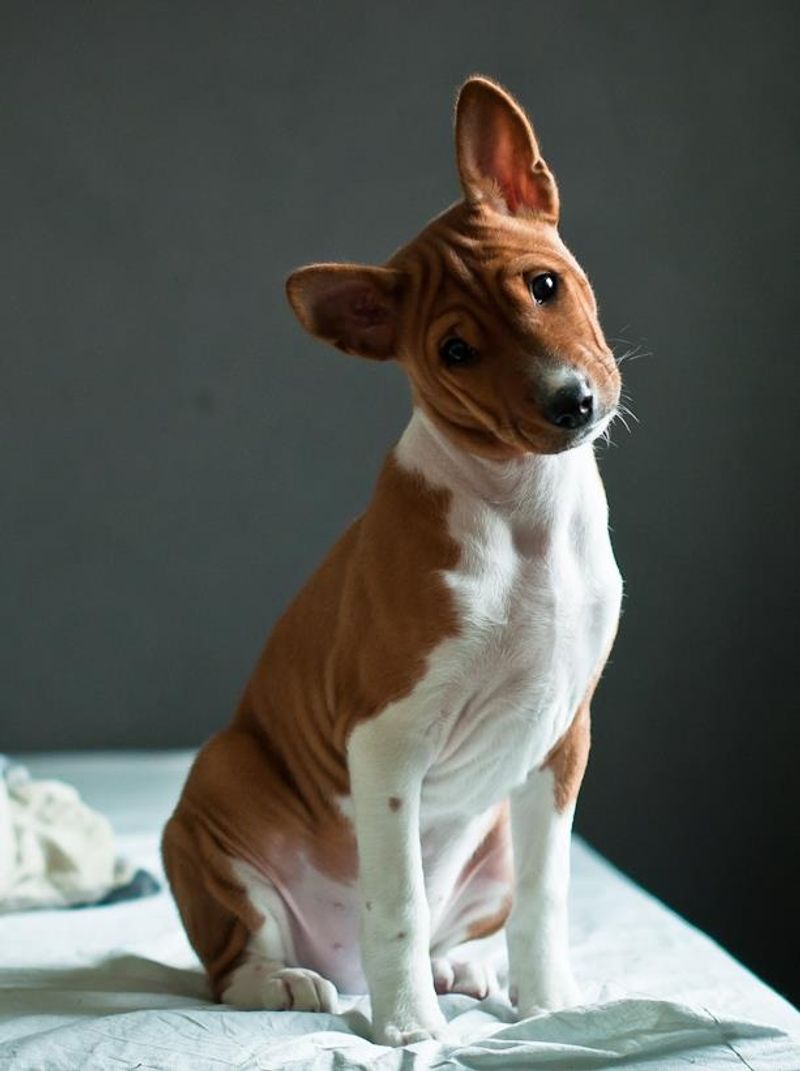Basenji