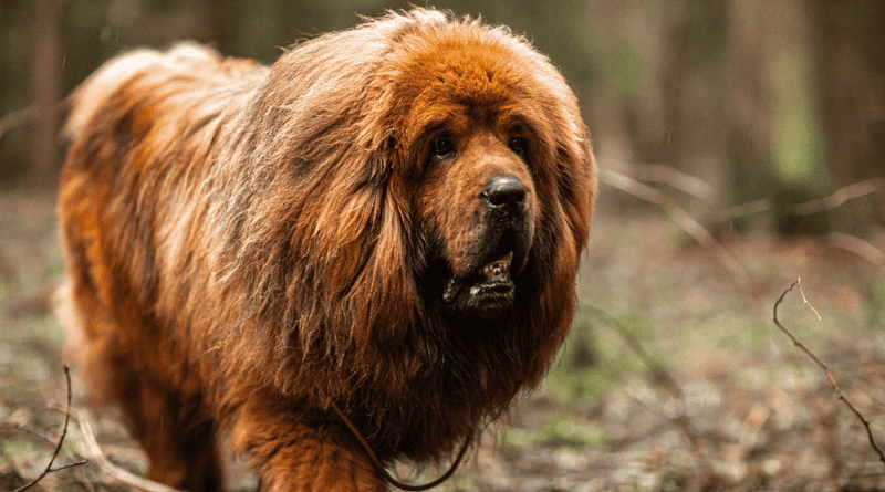 Tibetan Mastiff: The Mountain Guardian