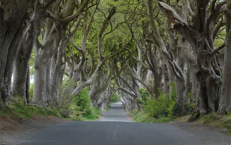 Dark Hedges (Bregagh Road), Northern Ireland (The Kingsroad)