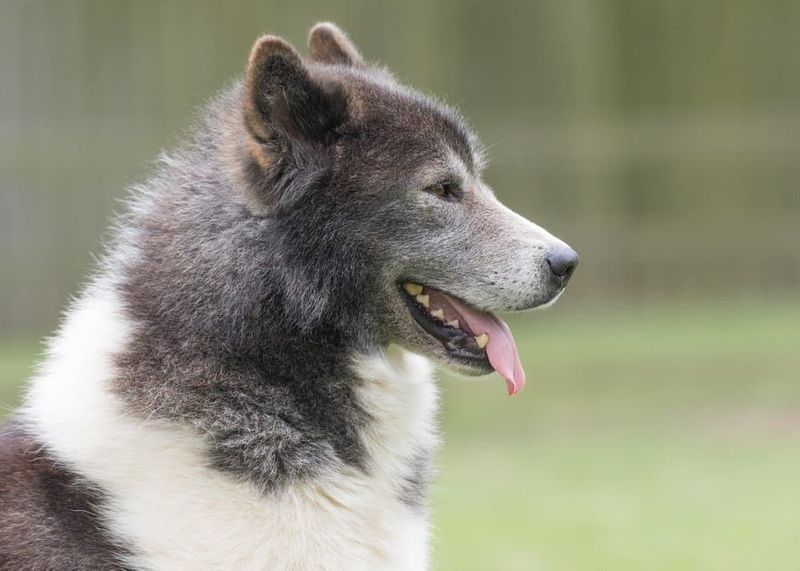 Canadian Eskimo Dog: The Arctic Survivor