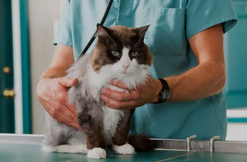Stay On Top of Vet Care