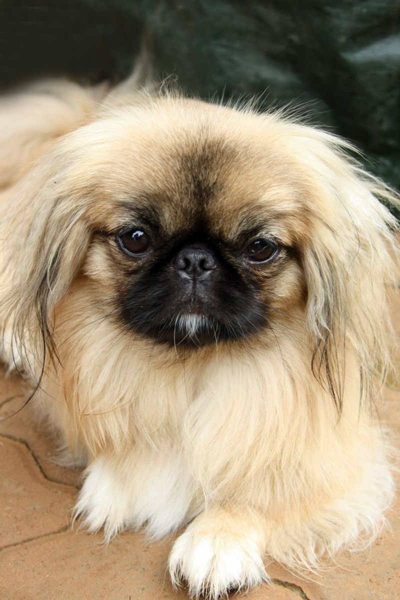 Pekingese