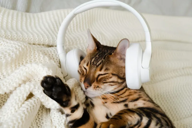 Play Calming Music