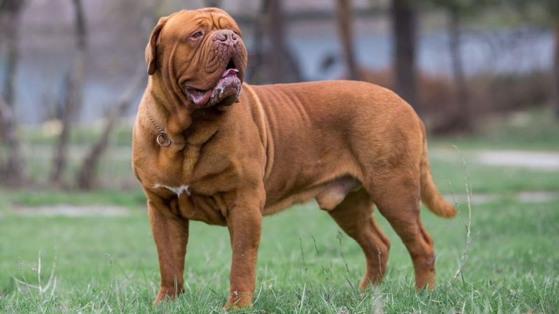 Dogue de Bordeaux: The Ancient French Mastiff