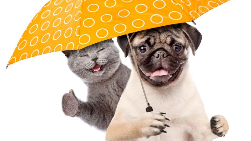 Raining Cats and Dogs