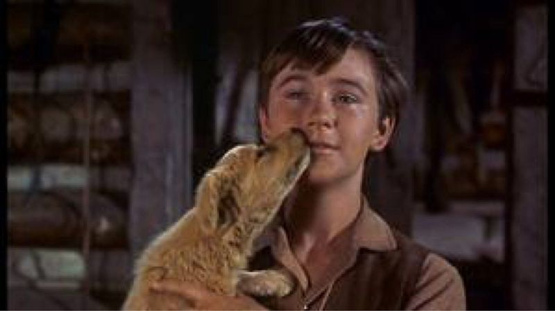Old Yeller’s Final Scene – Old Yeller (1957)