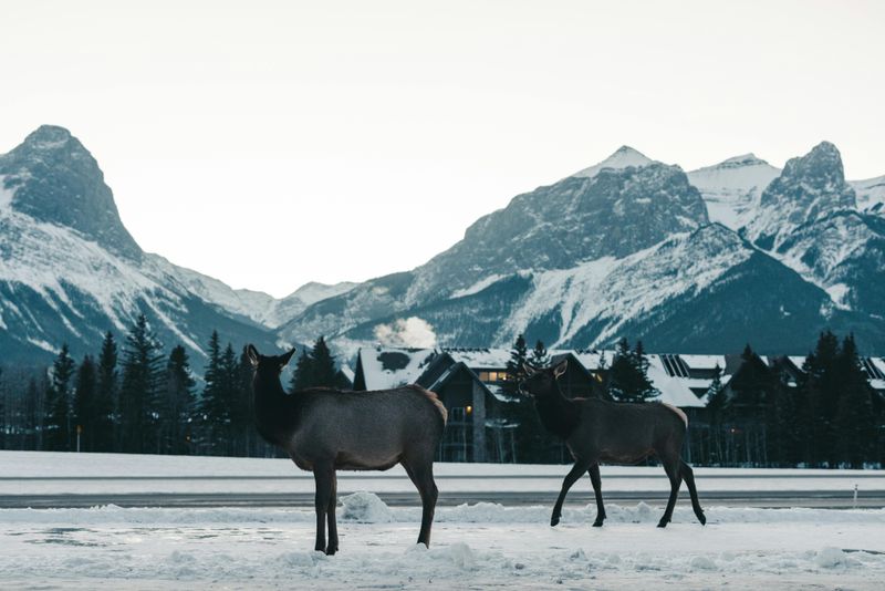 Feeding Wild Animals in National Parks