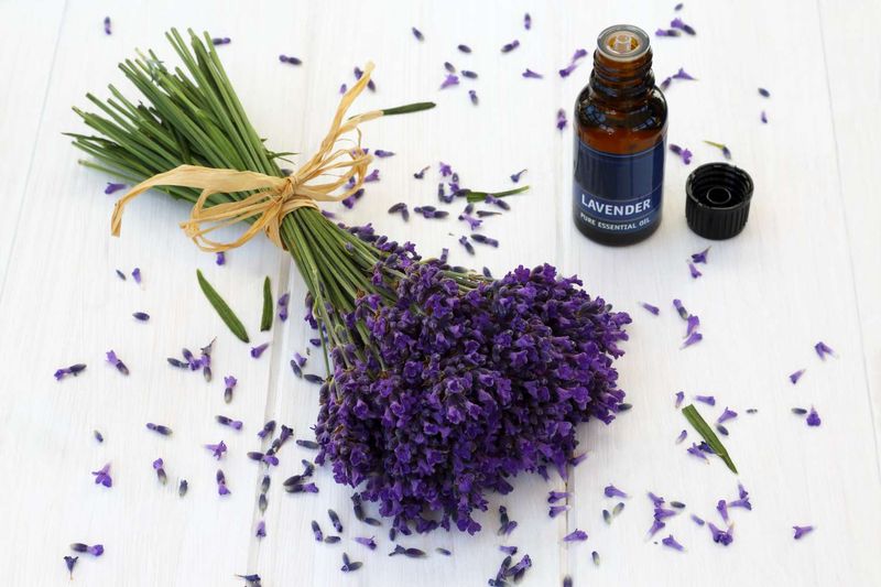 Lavender Oil