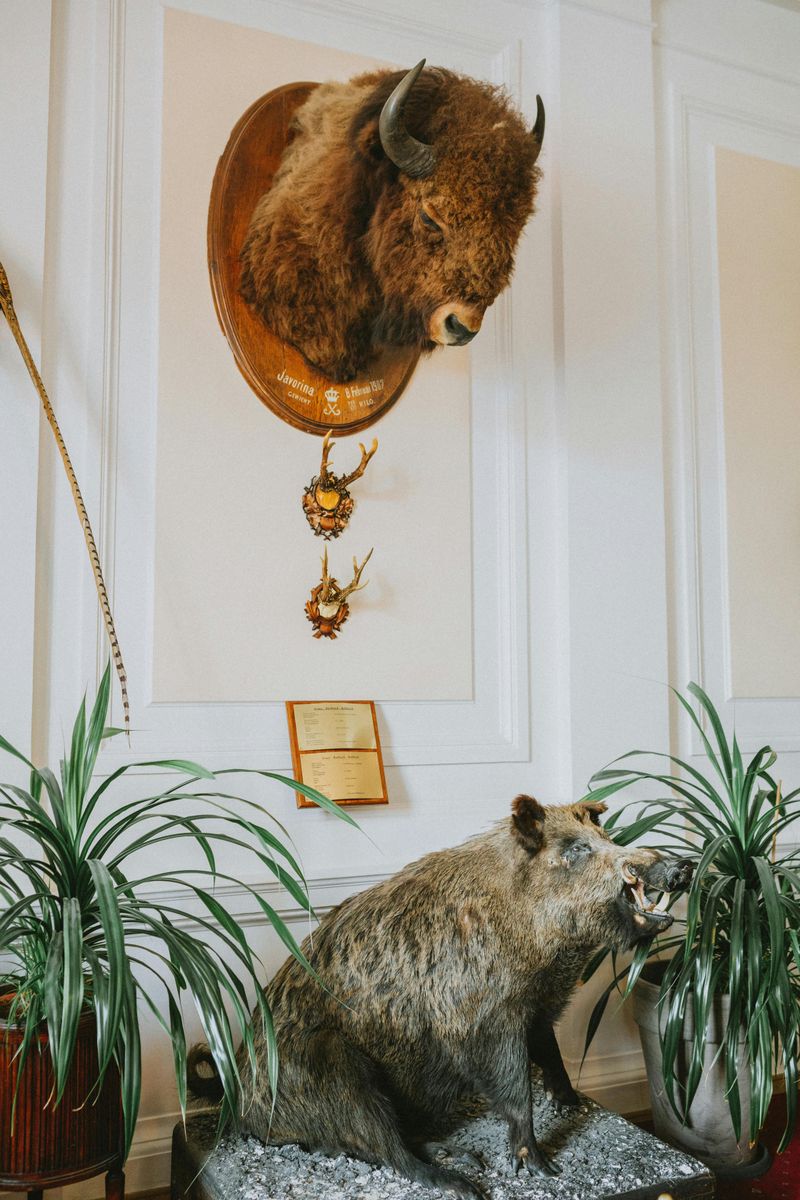 Hunting or Taxidermy