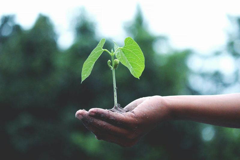 Plant a Tree Together