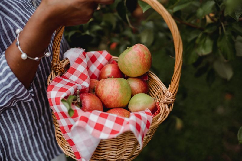 Apple Picking