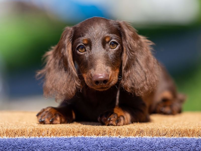 Dachshund
