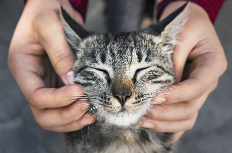 Give Gentle Head or Chin Rubs