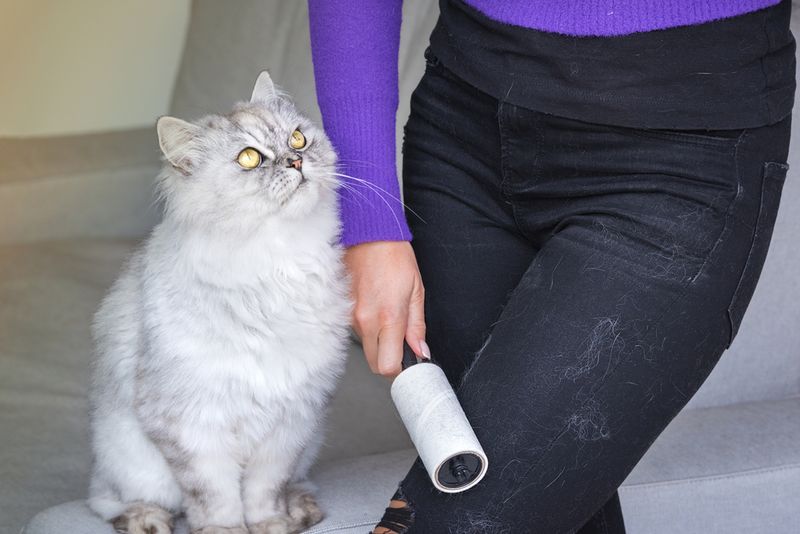 Clothes Covered in Pet Hair
