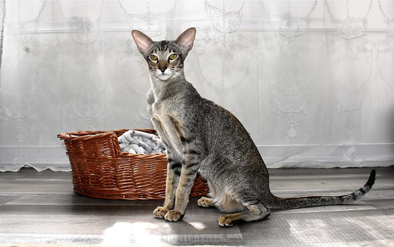 Oriental Shorthair