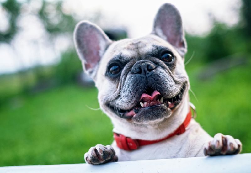 French Bulldog — You’re Effortlessly Cool