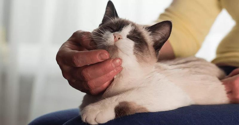 Purring When Near You