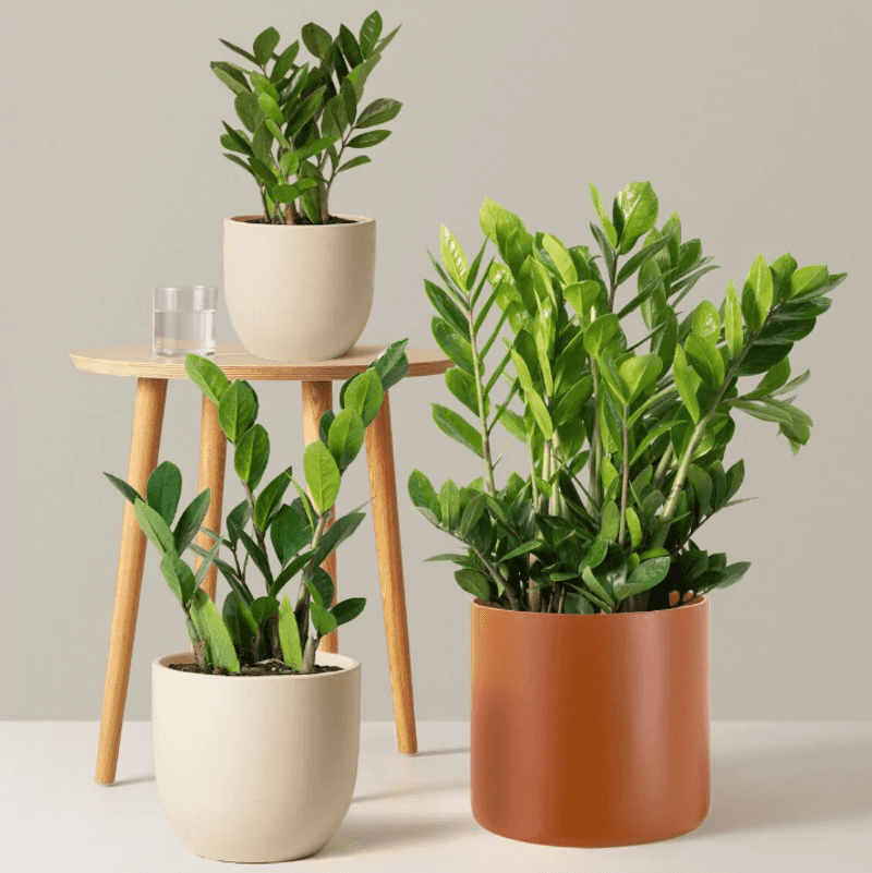 A Plant That’s Still Alive