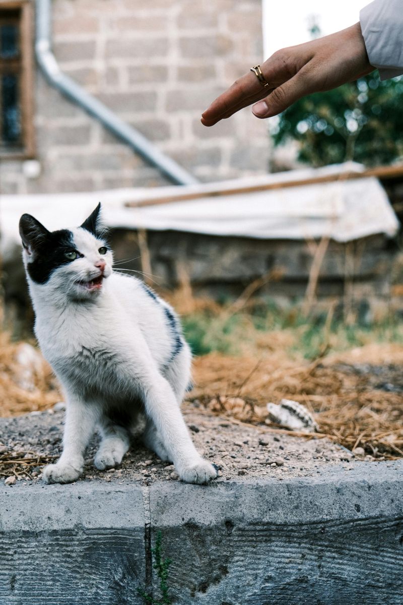 You Notice When an Animal Is Uncomfortable