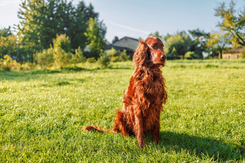 Irish Setter