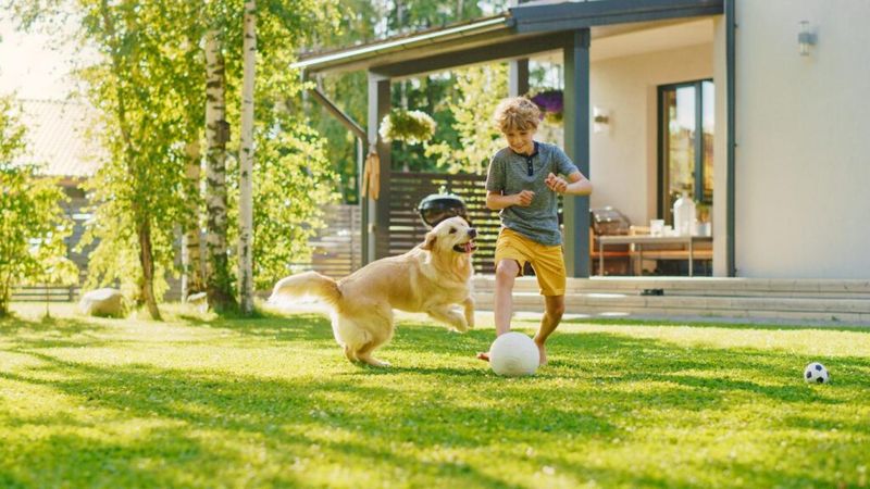 Physical Activity Increases Naturally With Active Pets
