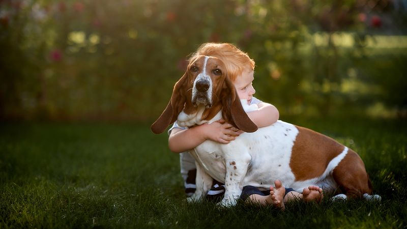 Basset Hound