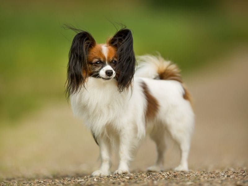 Papillon