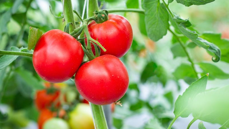 Tomatoes