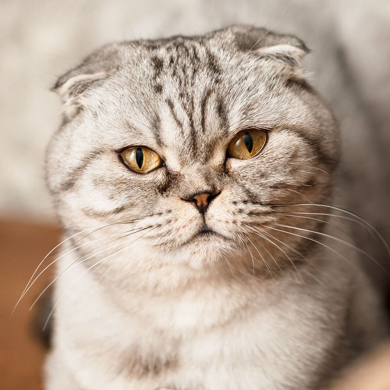 INTP – Scottish Fold: The Curious Philosopher's Companion
