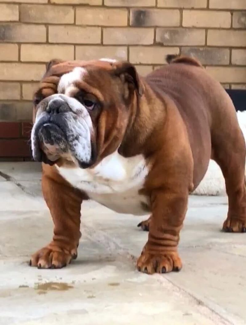 English Bulldog