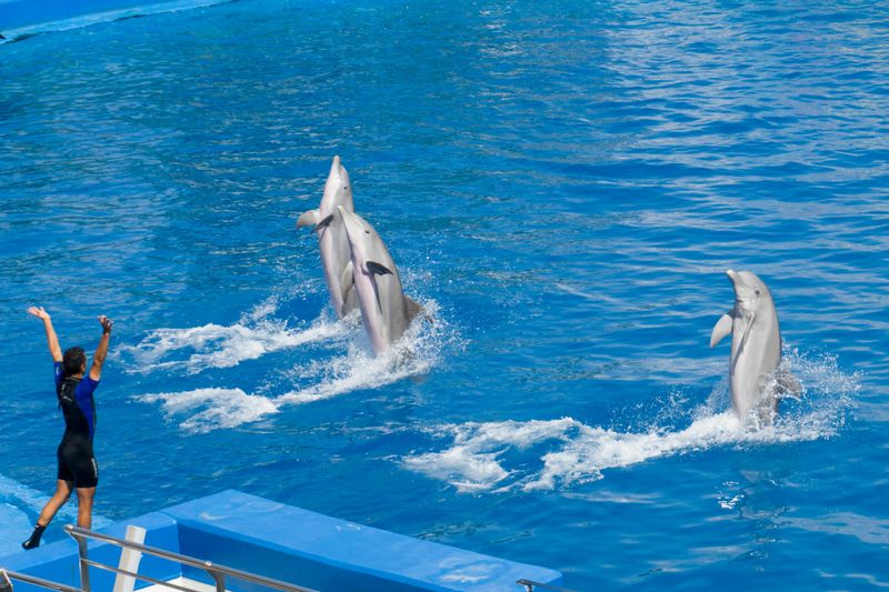 Swimming with Dolphins in Captivity