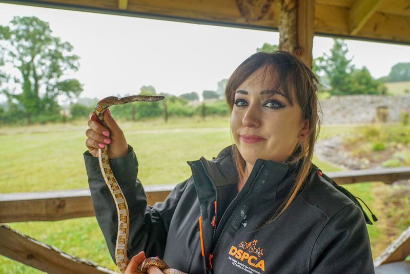 Snake Keeping or Exotic Pet Ownership