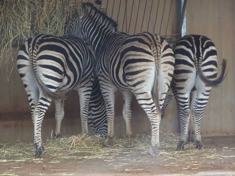 Monarto Safari Resort – South Australia