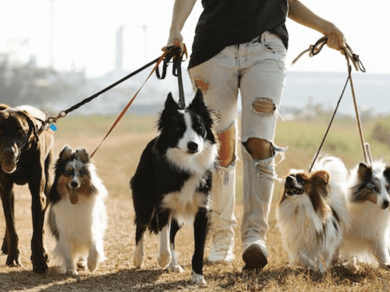 Pet Sitting or Dog Walking