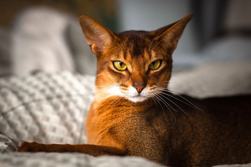 ENTP – Abyssinian: The Debate Champion's Playmate