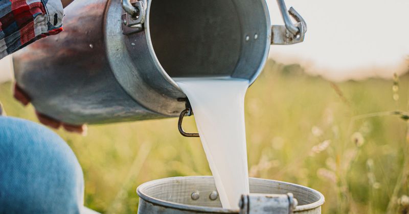 Unpasteurized Milk (Raw Milk)