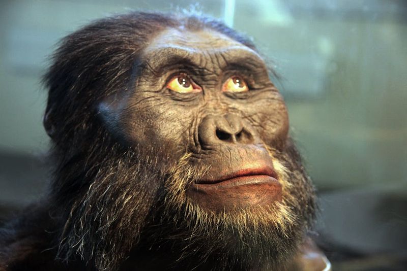 Humans evolved from chimpanzees.